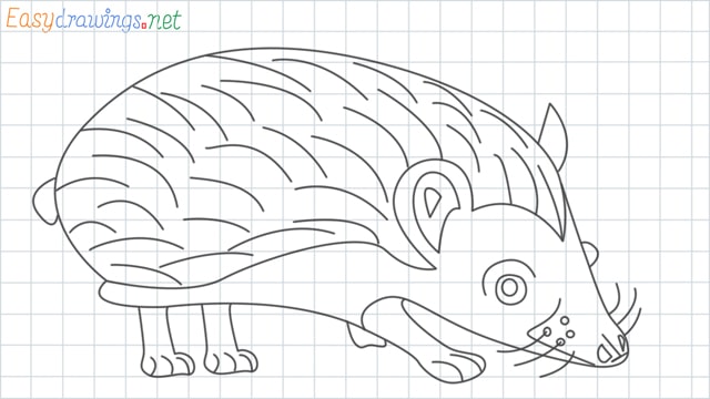 Hedgehog grid line drawing