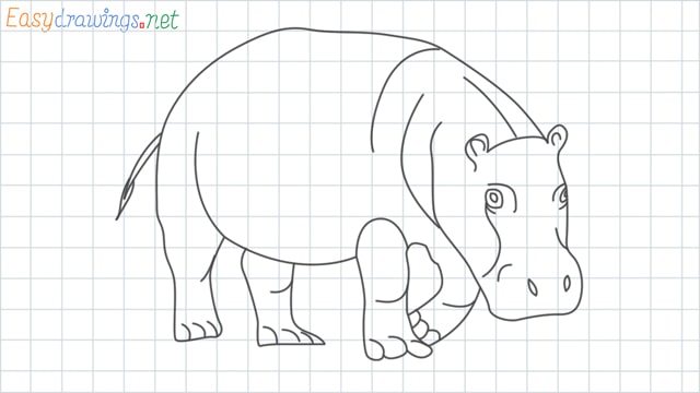 Hippo grid line drawing