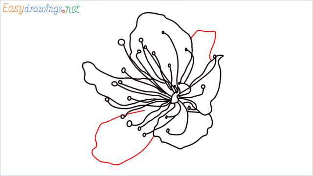 How to draw a Cherry Blossom Flower step (6)
