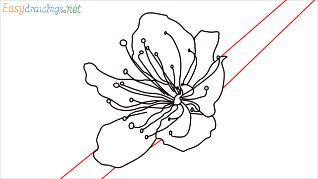 How to draw a Cherry Blossom Flower step (7)