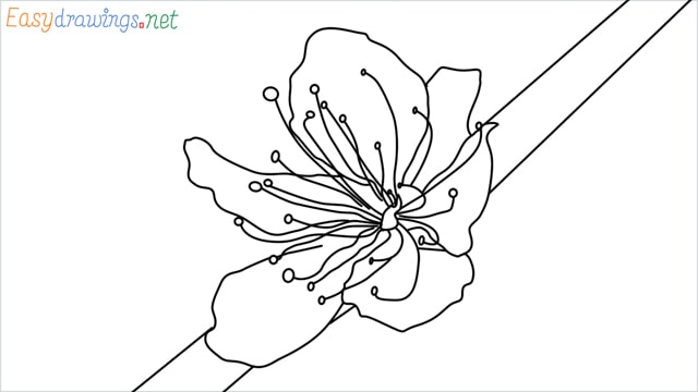 How to draw a Cherry Blossom Flower step by step