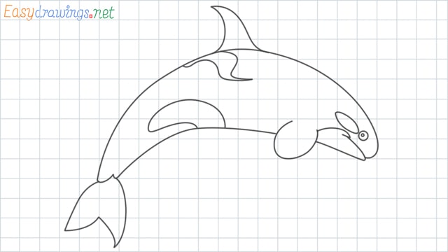 Orca grid line drawing