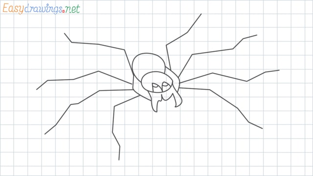 Spider grid line drawing