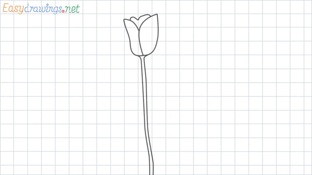 Tulip flower grid line drawing