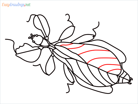 how to draw a leaf insect step (16)