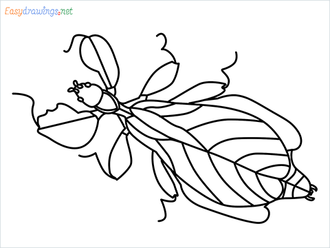 how to draw a leaf insect step by step for beginners