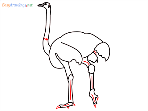 how to draw a ostrich step (9)