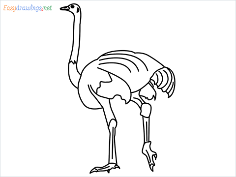 how to draw a ostrich step by step for beginners