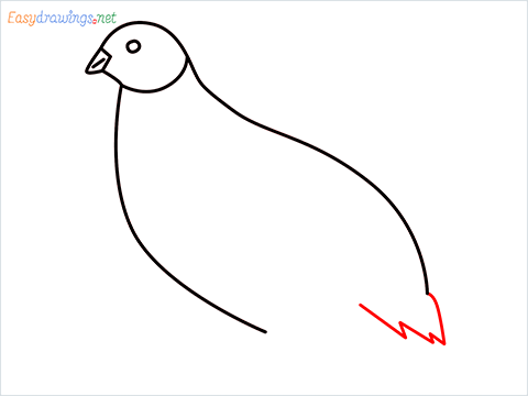how to draw a quail step (5)