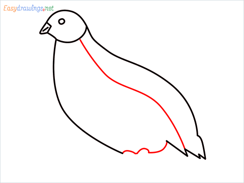how to draw a quail step (6)
