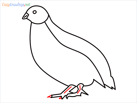 how to draw a quail step (9)