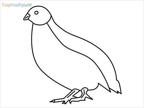 how to draw a quail step by step for beginners
