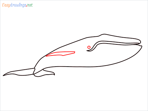 How to draw a Blue whale step (5)