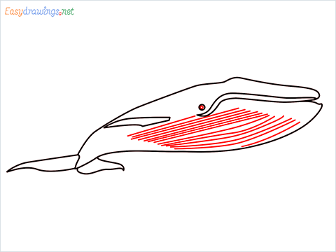 How to draw a Blue whale step (6)