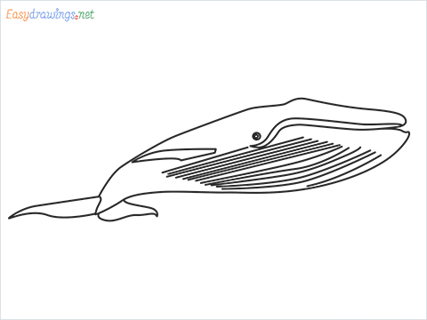 How to draw a Blue whale step by step for beginners