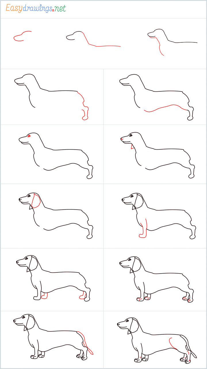 Dachshund Drawing Overview