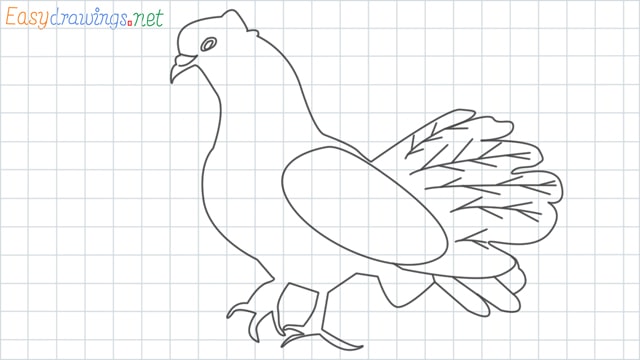 Dove grid line drawing