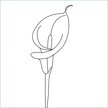 Draw a Calla lily