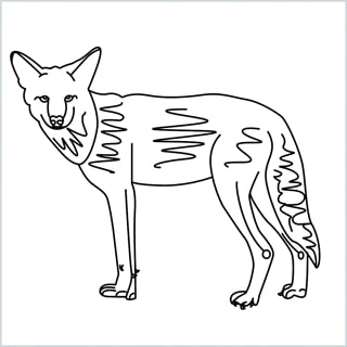 Draw a Coyote