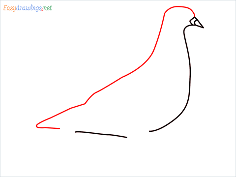How To Draw A Easy Pigeon Step (3)