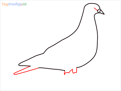 How To Draw A Easy Pigeon Step (4)