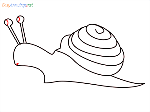 How To Draw Snail Step (9)
