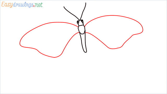 How to draw a butterfly step (5)