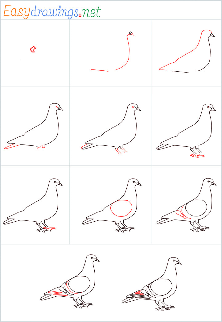Overview Pigeon Drawing