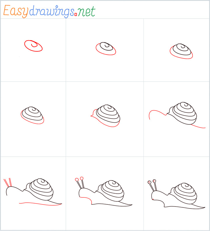 Overview Snail Drawing
