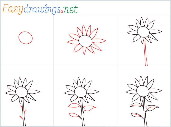 Overview Sunflower Drawing