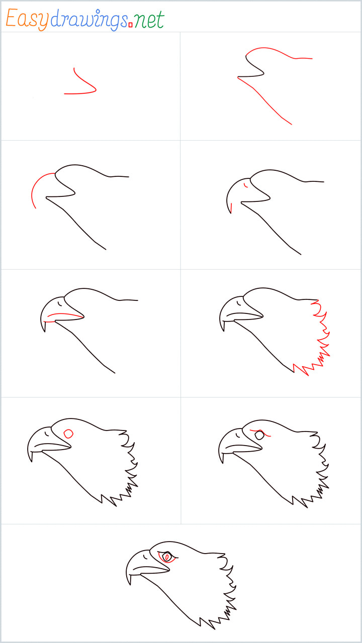 all outline for Eagle head drawing example
