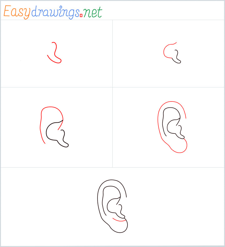 all outline for Ear drawing example