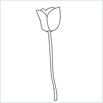 draw a tulip flower