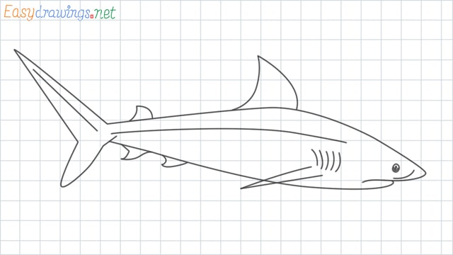 great white shark grid line drawing