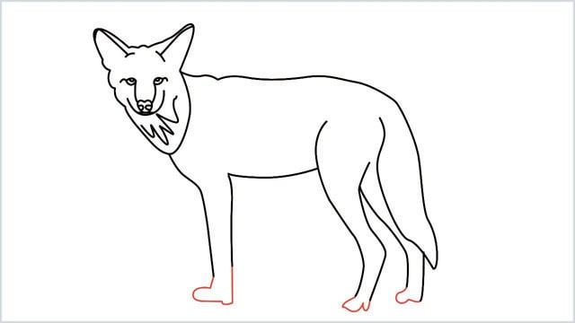 how to draw a coyote step (14)