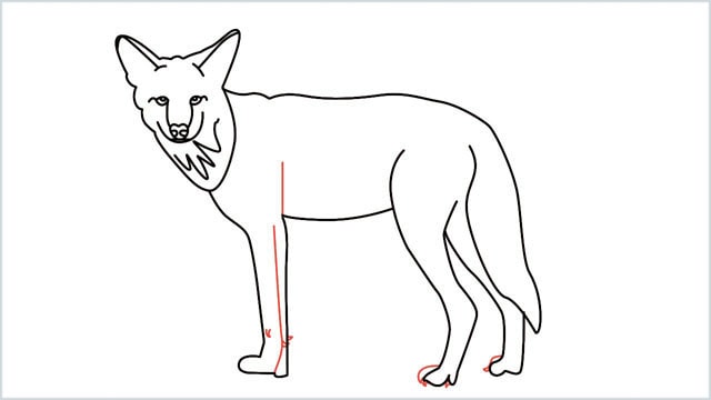 how to draw a coyote step (15)
