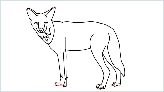 how to draw a coyote step (16)