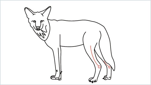 how to draw a coyote step (17)