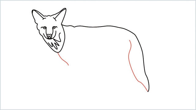 how to draw a coyote step (9)
