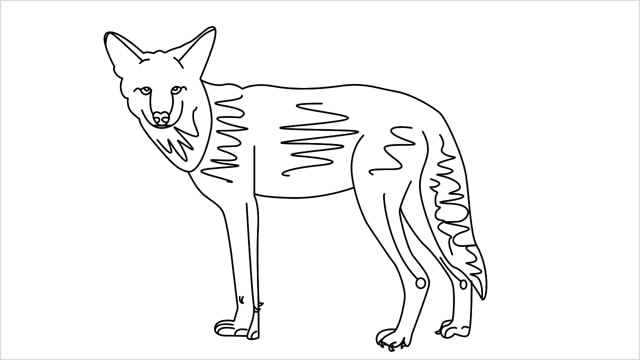 how to draw a coyote