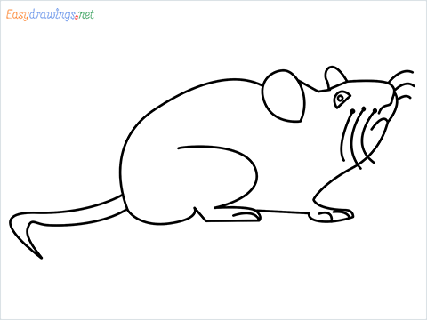 how to draw a cute mouse step by step for beginners