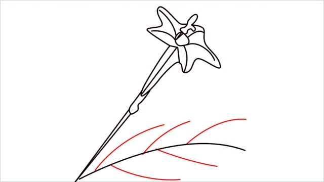 how to draw a cypress vine flower step (12)