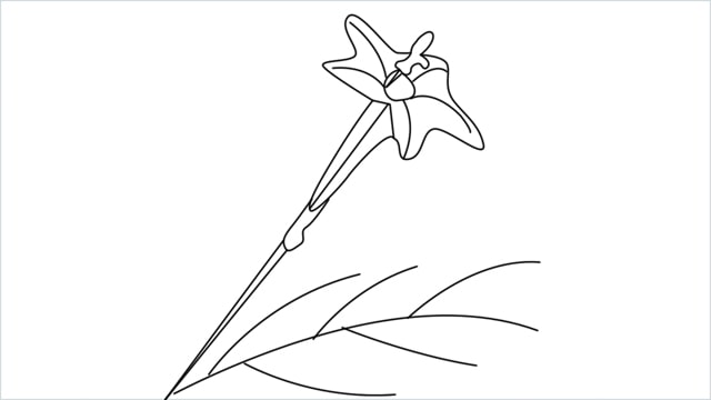how to draw a cypress vine flower