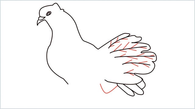 how to draw a dove step (10)