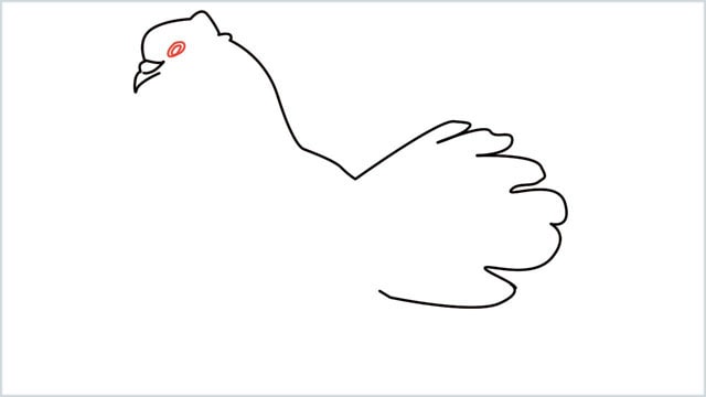 how to draw a dove step (6)