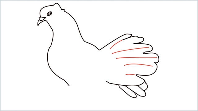 how to draw a dove step (9)