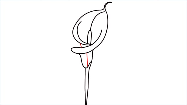 how to draw calla lily step (9)