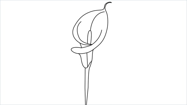 how to draw calla lily