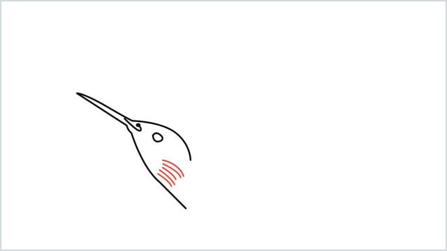 how to draw hummingbird step (4)