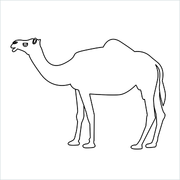 Camel drawing